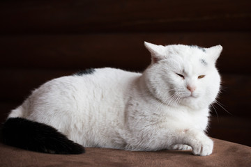 white fat cat sitting