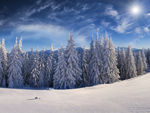 Sunny winter scene in the Carpathian mountains.