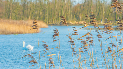 Fototapety  Łabędź pływający zimą wzdłuż brzegu jeziora