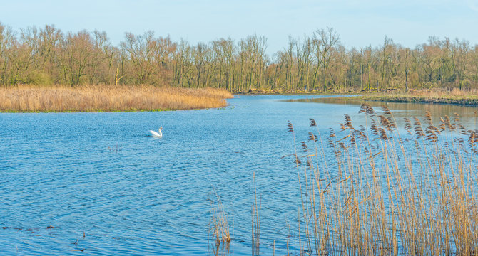 Swan swimming along the shore of a lake in winter