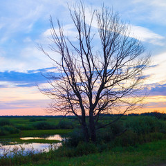 Obraz na płótnie Canvas Evening landscape. Dry tree silhouette on bright sunset sky background.