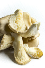 Mehrere frische Austernpilze gestapelt auf weißem Hintergrund