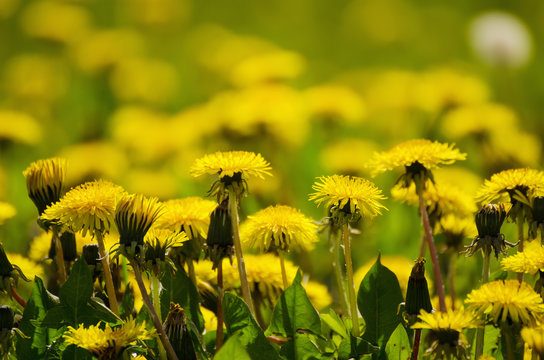 Dandelion yellow flower growing on the green meadow in spring time, natoral seasonal floral background with copy space