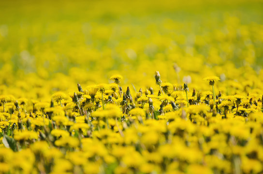 Dandelion yellow flower growing on the green meadow in spring time, natoral seasonal floral background with copy space