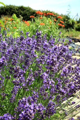 lavender with petal flowers. Eco-friendly, herbal formal garden backyard. Herbarium. 