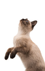 Kitten siamese in high definition