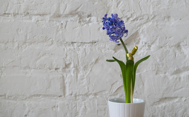 violet purple flower in white flower pot brick wall background