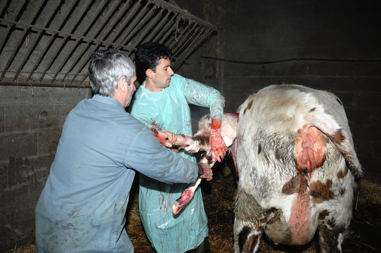 La césarienne chez la vache est une opération chirurgicale qui consiste à faire naitre le veau autrement que par le passage des voies naturelles de la mère.