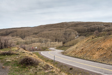 winding road through an aspen forest