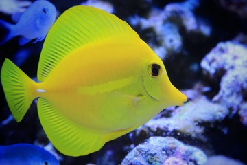 Yellow Tang (Zebrasoma flavescens) 