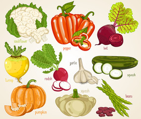 Vegetables isolated, Vegetable mix. Organic food, farm food. Vegetables vector, vegetables icon. Set of vegetables. Fresh vegetable, cauliflower, turnip, pepper, onion, pumpkin, squash, garlic, beet.