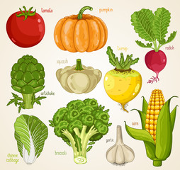 Vegetables isolated, Vegetable mix. Organic food, farm food. Vegetables vector, vegetables icon. Set of vegetables. Tomato, pumpkin, turnip, artichoke, squash, radish, garlic, broccoli, cabbage icon