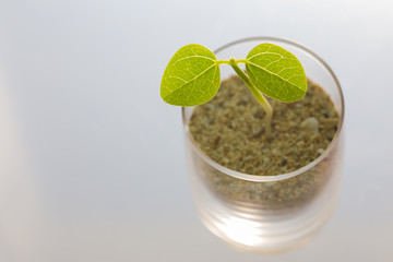 双葉　エコイメージ