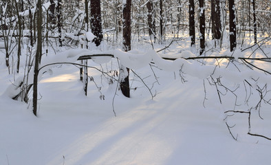 winter forest landscape