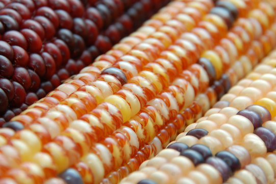 Indian Corn Picture