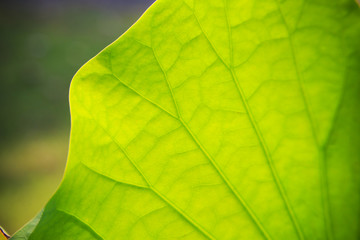 Leaf texture abstract background