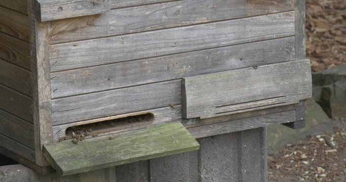 Wooden Beehive, Bees