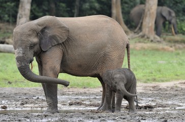 The elephant calf  with  elephant cow The African Forest Elephant, Loxodonta africana cyclotis. At the Dzanga saline (a forest clearing) Central African Republic, Dzanga Sangha