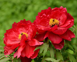 Paeonia suffruticosa flower