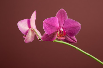 Naklejka na ściany i meble Phalaenopsis orchid flowers