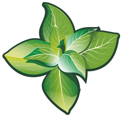 Feuilles de menthe © bubulk