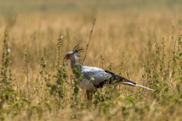 Sekretärvogel in der Savanne