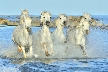 Fototapeta premium Herd of White Camargue Horses running on the water .
