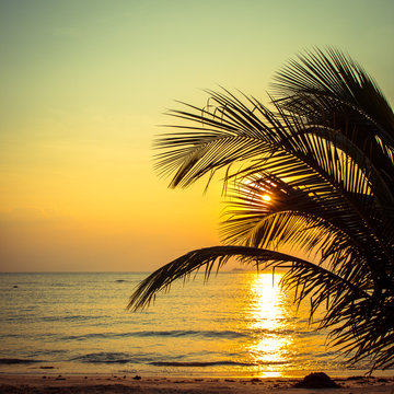 Silhouette of palm tree with beatuful sunset on koh pangan