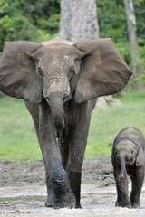 Fototapeta premium The elephant calf with elephant cow The African Forest Elephant, Loxodonta africana cyclotis. At the Dzanga saline (a forest clearing) Central African Republic, Dzanga Sangha