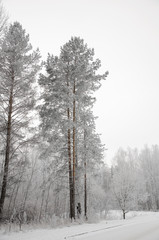 зимний пейзаж. Замерзшие деревья в изморози. © sergeikorolev