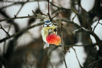 Последнее яблоко
