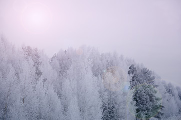 Fototapety  zimowy bajkowy las z błyszczącym blaskiem słońca w delikatnych tonach różowego kwarcu i błękitnego spokoju.