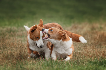 Two pembroke welsh corgi puppies running 