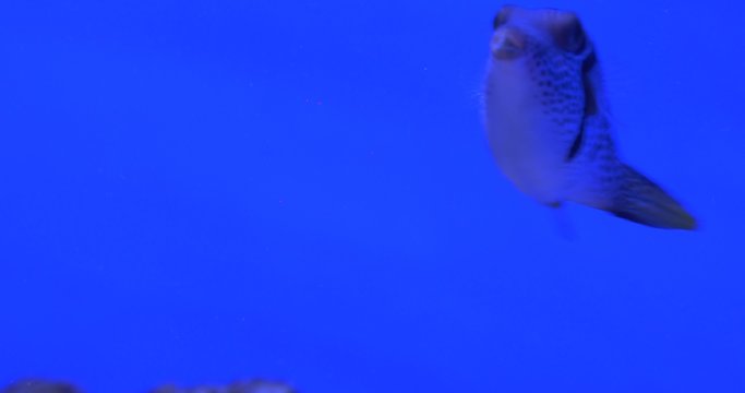 Valentinni's Sharpnose Puffer, Canthigaster Valentini and Blue-Face Angel, Euxiphipops Xanthometapon