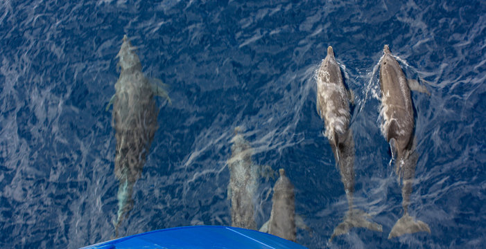 rough-toothed dolphins, Steno bredanensis, bowriding on ship