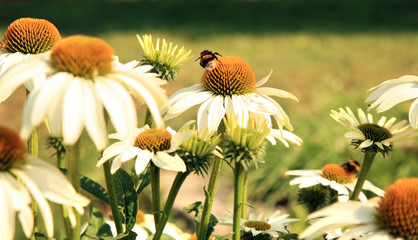 White Echinacea with bittern and bumblebee, in country home rustic ecological garden by very sunny day
