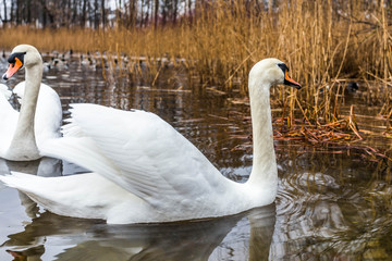 winter am Mühlenteich