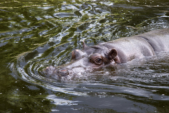big hippo swimming