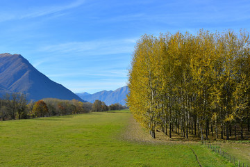 Vista panoramica di un bosco di betulle in autunno
