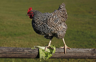 Ein Huhn auf dem Salatblatt