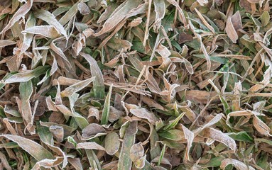Close-up of frost covered grass