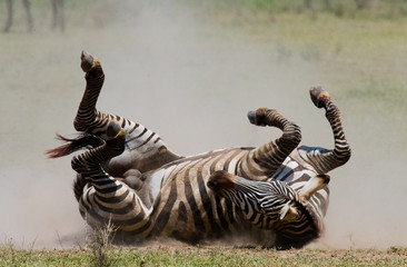 Zebra lying a dust. Kenya. Tanzania. National Park. Serengeti. Maasai Mara. An excellent illustration.