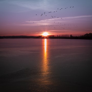 Migration des oiseaux sur lac gelé