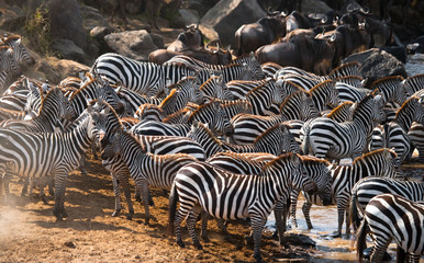 Fototapeta na wymiar Big herd of zebras standing in front of the river. Kenya. Tanzania. National Park. Serengeti. Maasai Mara. An excellent illustration.