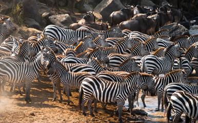 Big herd of zebras standing in front of the river. Kenya. Tanzania. National Park. Serengeti....