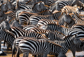 Big herd of zebras standing in front of the river. Kenya. Tanzania. National Park. Serengeti....