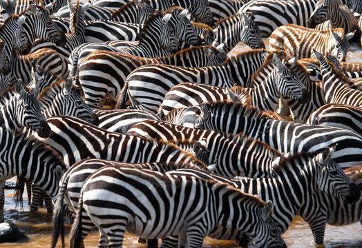 Fototapeta Big herd of zebras standing in front of the river. Kenya. Tanzania. National Park. Serengeti. Maasai Mara. An excellent illustration.