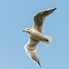 Black Headed Gull