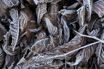 Frost covered leaves