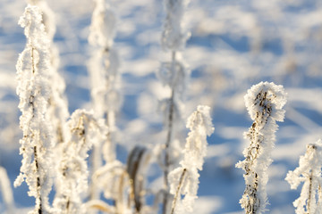 Plants Covered in Snow and Frost